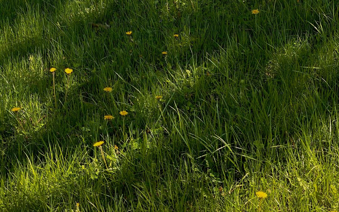 Cultivating a Stunning Lawn: Lawn Care Tips for Moreno Valley, CA