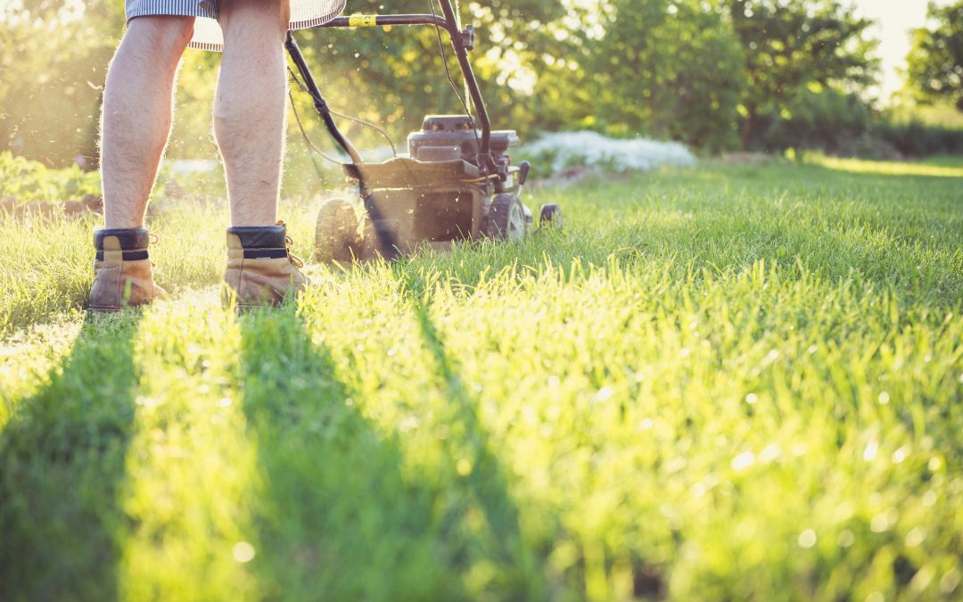 How Often Should You Mow Your Lawn