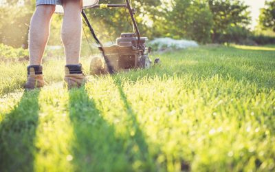 How Often Should You Mow Your Lawn