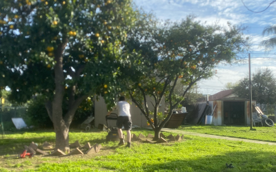 Weed Whacking Wonders: Unveiling the Benefits of Trimming with Precision